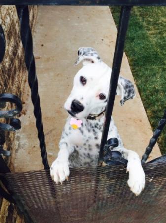 Dog Picture